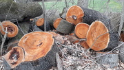 1st Apr 2020 - Cut Logs
