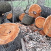 Cut Logs by julie