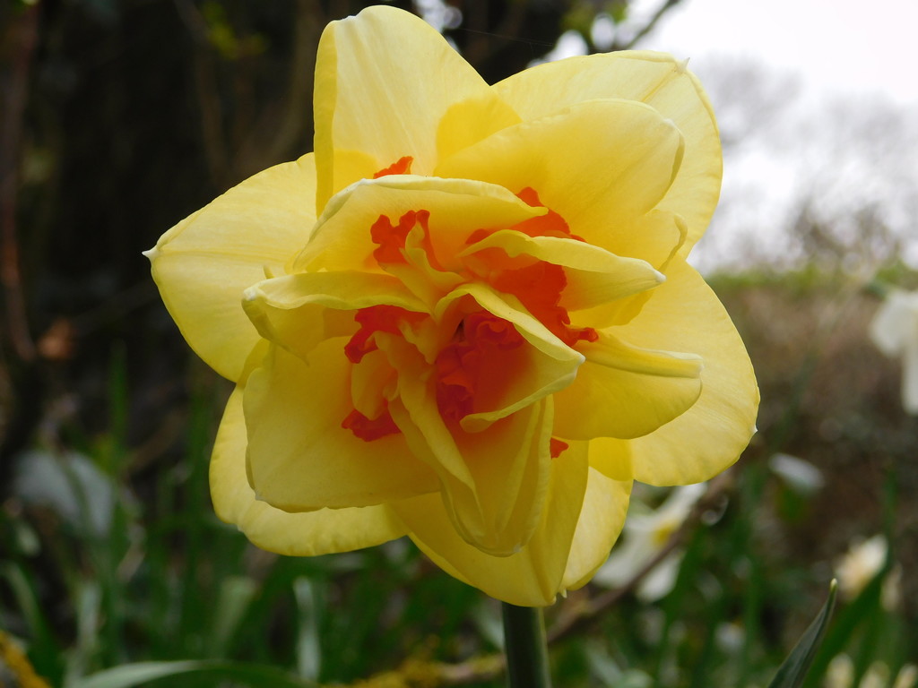 Delightful Double Daffodil! by 365anne