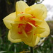 Delightful Double Daffodil! by 365anne