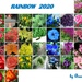 Rainbow 2020 by bruni
