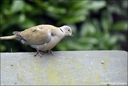 2nd Apr 2020 - A rather tatty looking collared dove