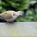 A rather tatty looking collared dove by rosiekind