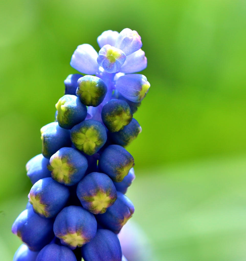 Grape Hyacinth by lynnz