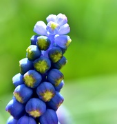 2nd Apr 2020 - Grape Hyacinth