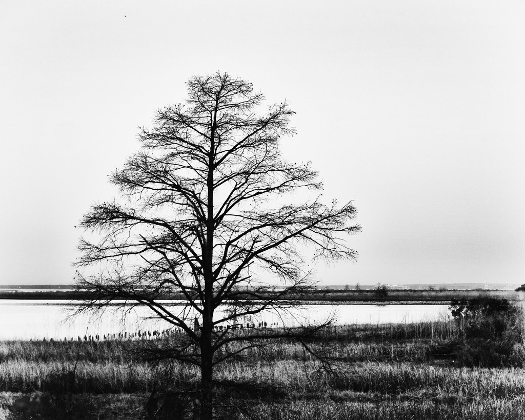 Mobile Bay by eudora