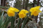 2nd Apr 2020 - Daffodils in the Wind