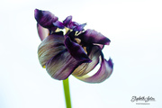 2nd Apr 2020 - Withered tulip
