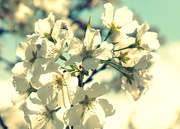 2nd Apr 2020 - Cherry Blossom 2