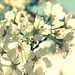 Cherry Blossom 2 by sunnygirl