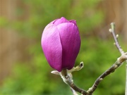 1st Apr 2020 - Magnolia -  Black Tulip 