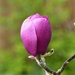 Magnolia -  Black Tulip  by susiemc