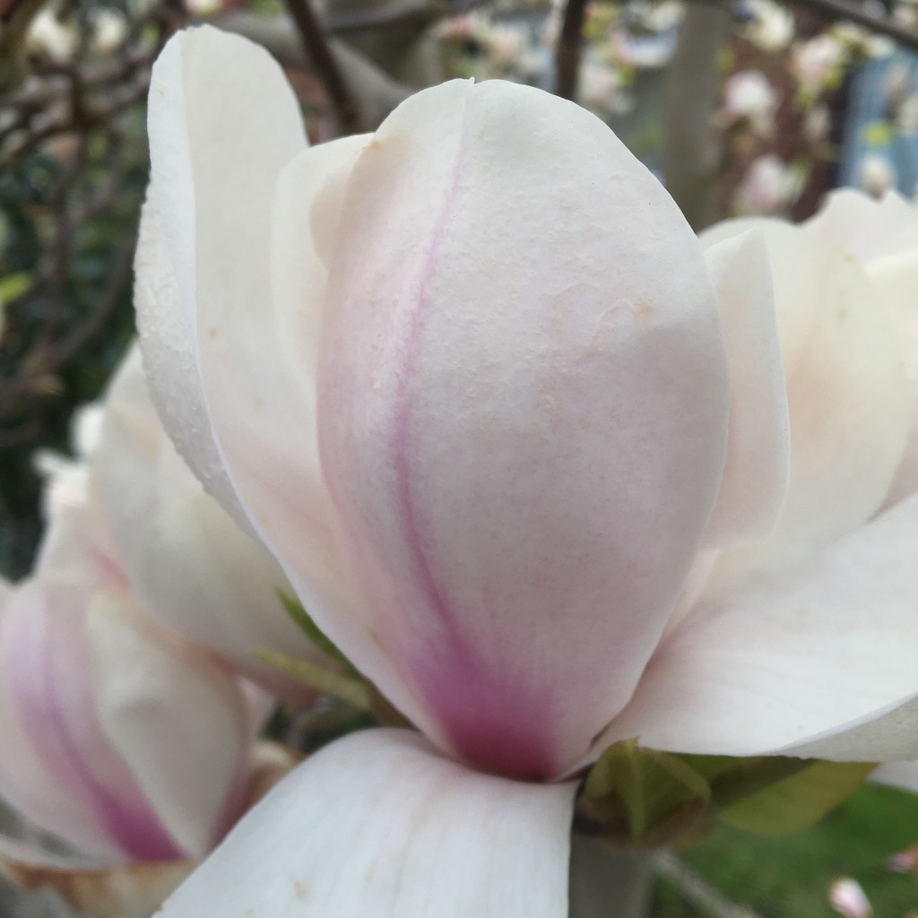 Magnolia rocks! by mollw