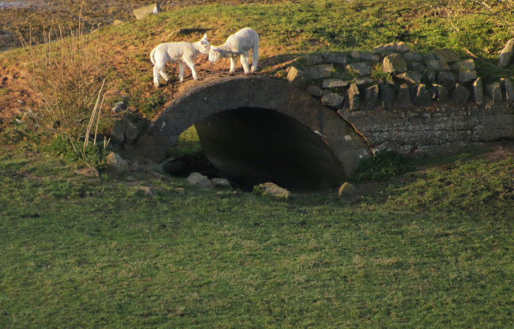Evening lambs by shepherdman