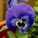 Purple Pansy by pcoulson