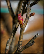 2nd Apr 2020 - Early Buds