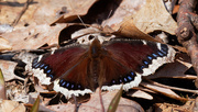 2nd Apr 2020 - Mourning cloak butterfly