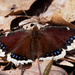 Mourning cloak butterfly by rminer