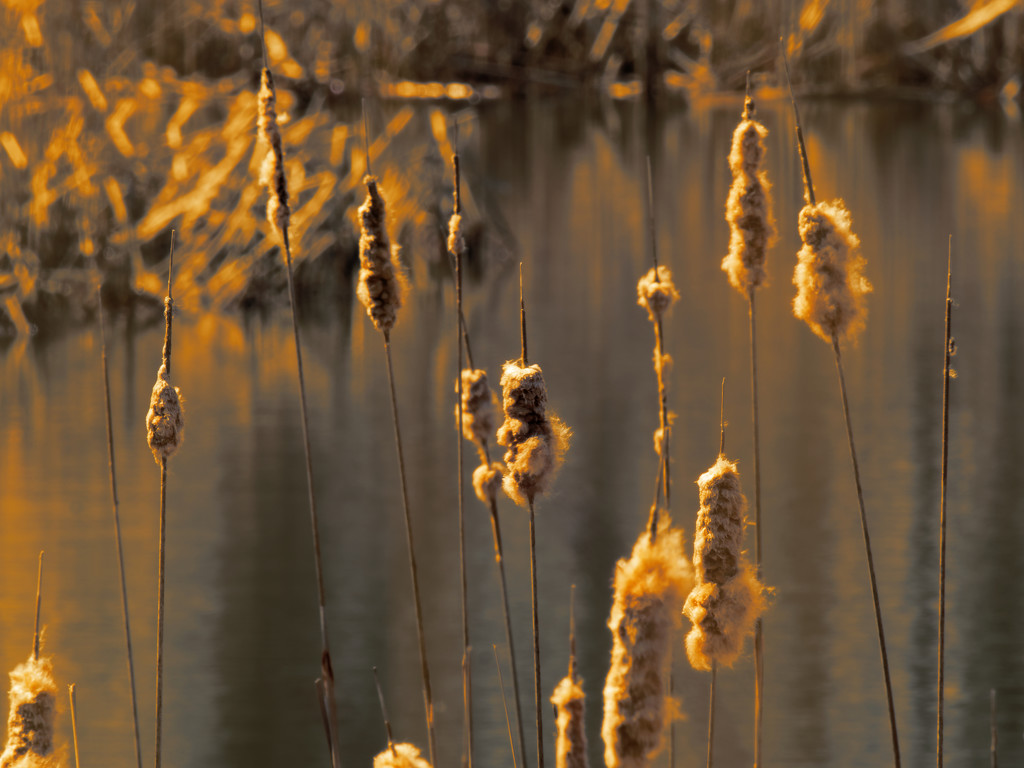 cattails  by rminer
