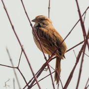 2nd Apr 2020 - song sparrow 