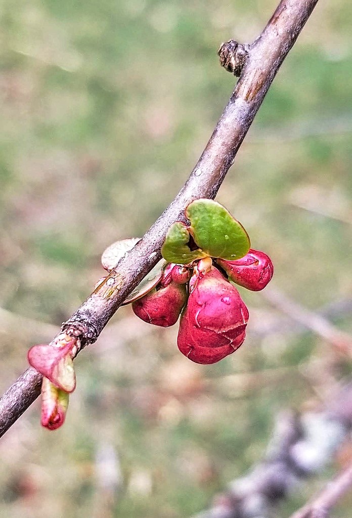 Quince Buds. by meotzi