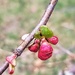 Quince Buds. by meotzi