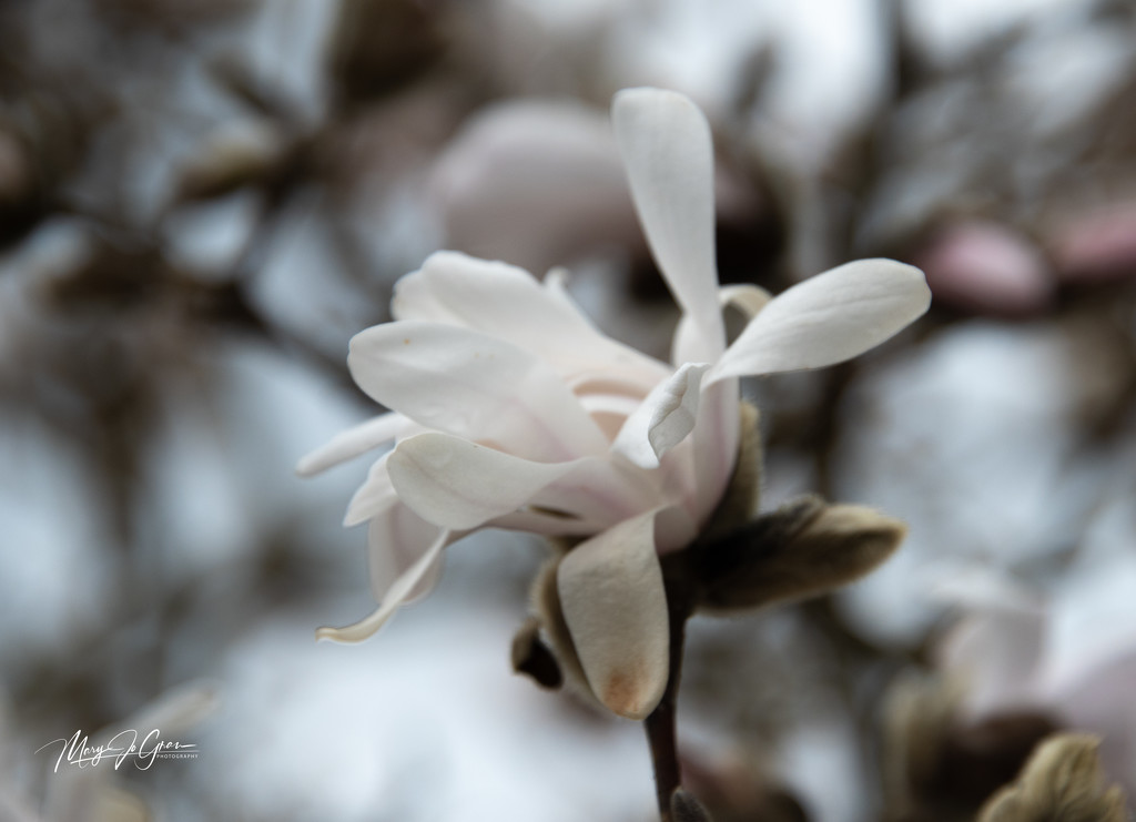 ~Magnolia~ by crowfan