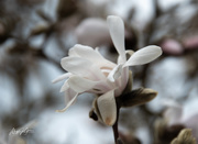 1st Apr 2020 - ~Magnolia~