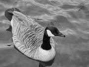 2nd Apr 2020 - Canada goose