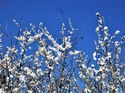 2nd Apr 2020 - Blackthorn and blue skies