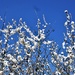 Blackthorn and blue skies by julienne1