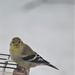 American Goldfinch in winter plumage by radiogirl