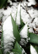 2nd Apr 2020 - Another snow tulip