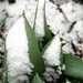 Another snow tulip by sandlily