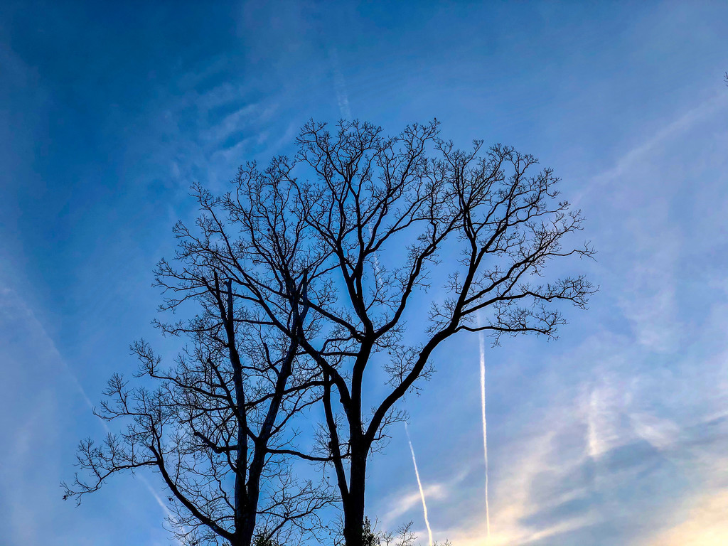Winter Tree and Sky by jbritt