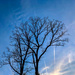 Winter Tree and Sky by jbritt