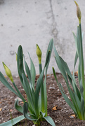 2nd Apr 2020 - Daffodils In Bud
