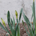 Daffodils In Bud by bjywamer