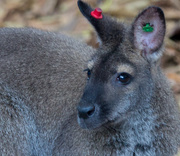 30th Oct 2019 - Australian wallaby