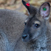 Australian wallaby by creative_shots