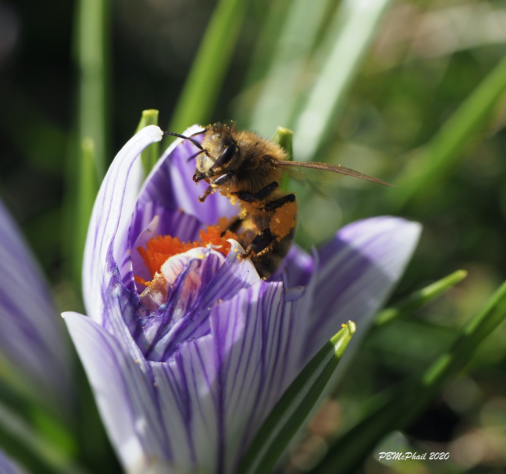 The Bees Are Back by selkie