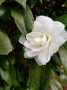 2nd Apr 2020 - White Camellia