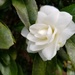 White Camellia by kimmer50