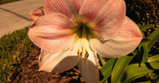 2nd Apr 2020 - Amaryllis Flower!