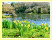 3rd Apr 2020 - Daffodils At Stourhead