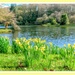 Daffodils At Stourhead by carolmw