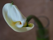 3rd Apr 2020 - Calla lily 