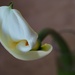 Calla lily  by monicac