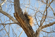 3rd Apr 2020 - Another Porcupine