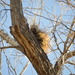 Another Porcupine by bigdad
